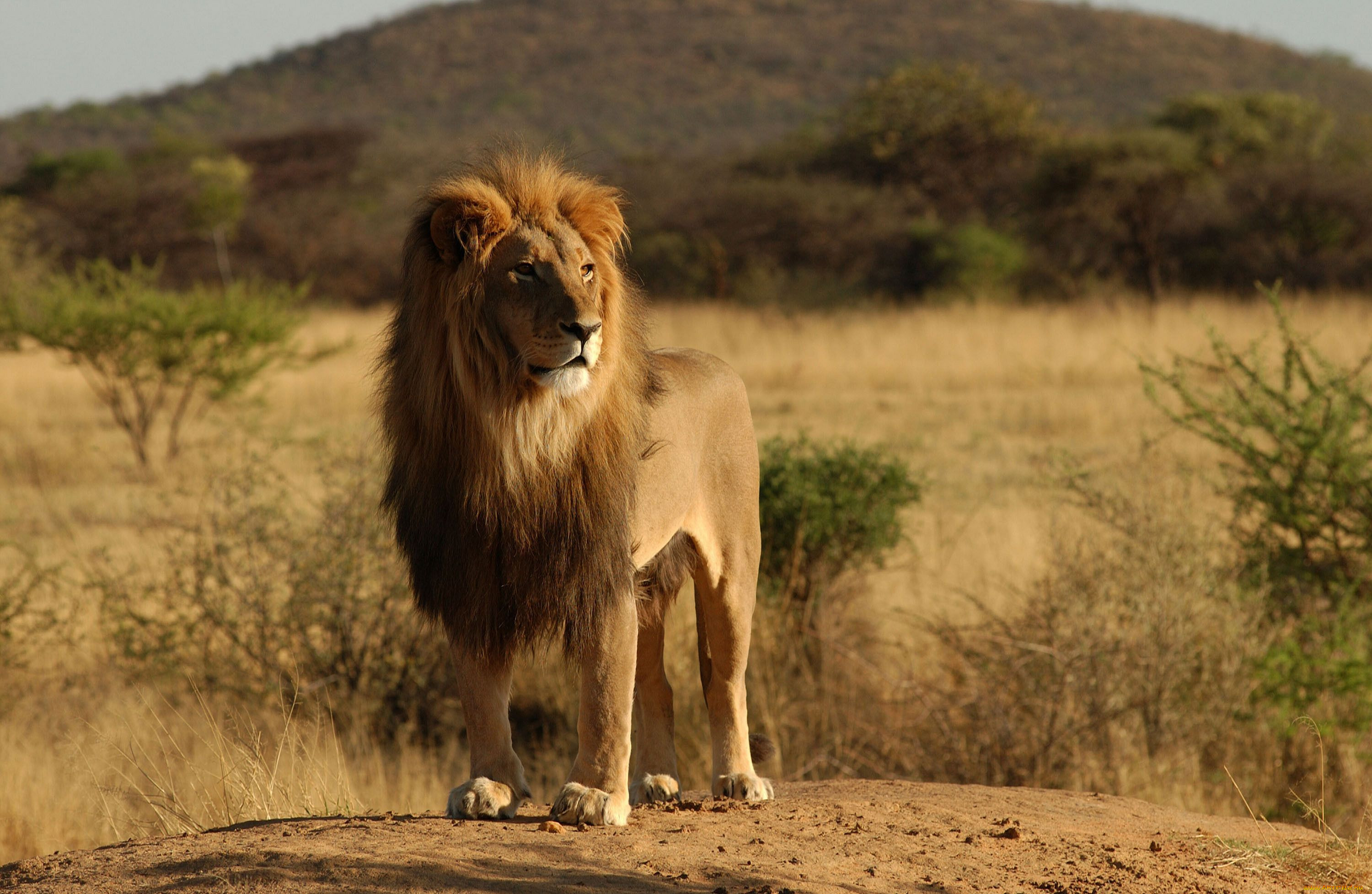 , , lion